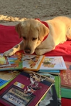 Programa de lectura con perros